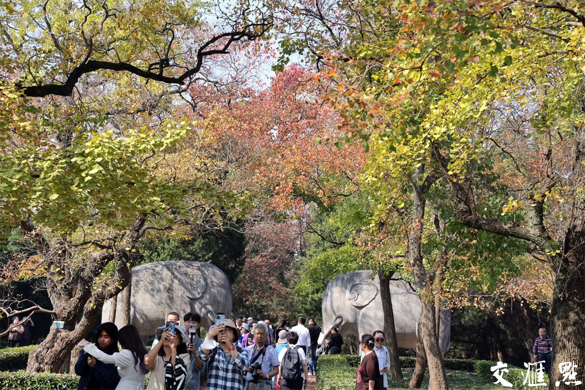 2023年11月3日，深秋的南京石象路“最美600米”斑斓上线，空中俯瞰、置身其中都宛若画卷，各色的树叶交织在一起，五彩斑斓，美不胜收！吸引众多游客前来打卡和欣赏。新华日报·交汇点记者 宋宁/摄