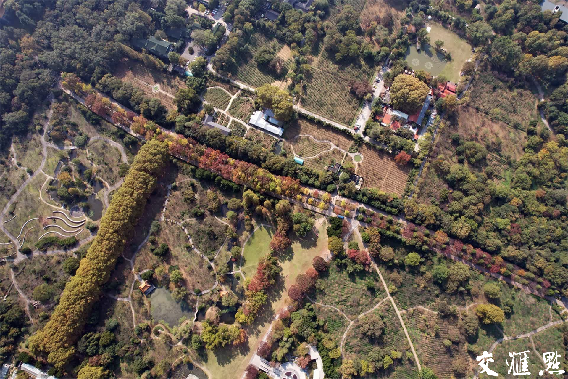 2023年11月3日，深秋的南京石象路“最美600米”斑斓上线，空中俯瞰、置身其中都宛若画卷，各色的树叶交织在一起，五彩斑斓，美不胜收！吸引众多游客前来打卡和欣赏。新华日报·交汇点记者 宋宁/摄