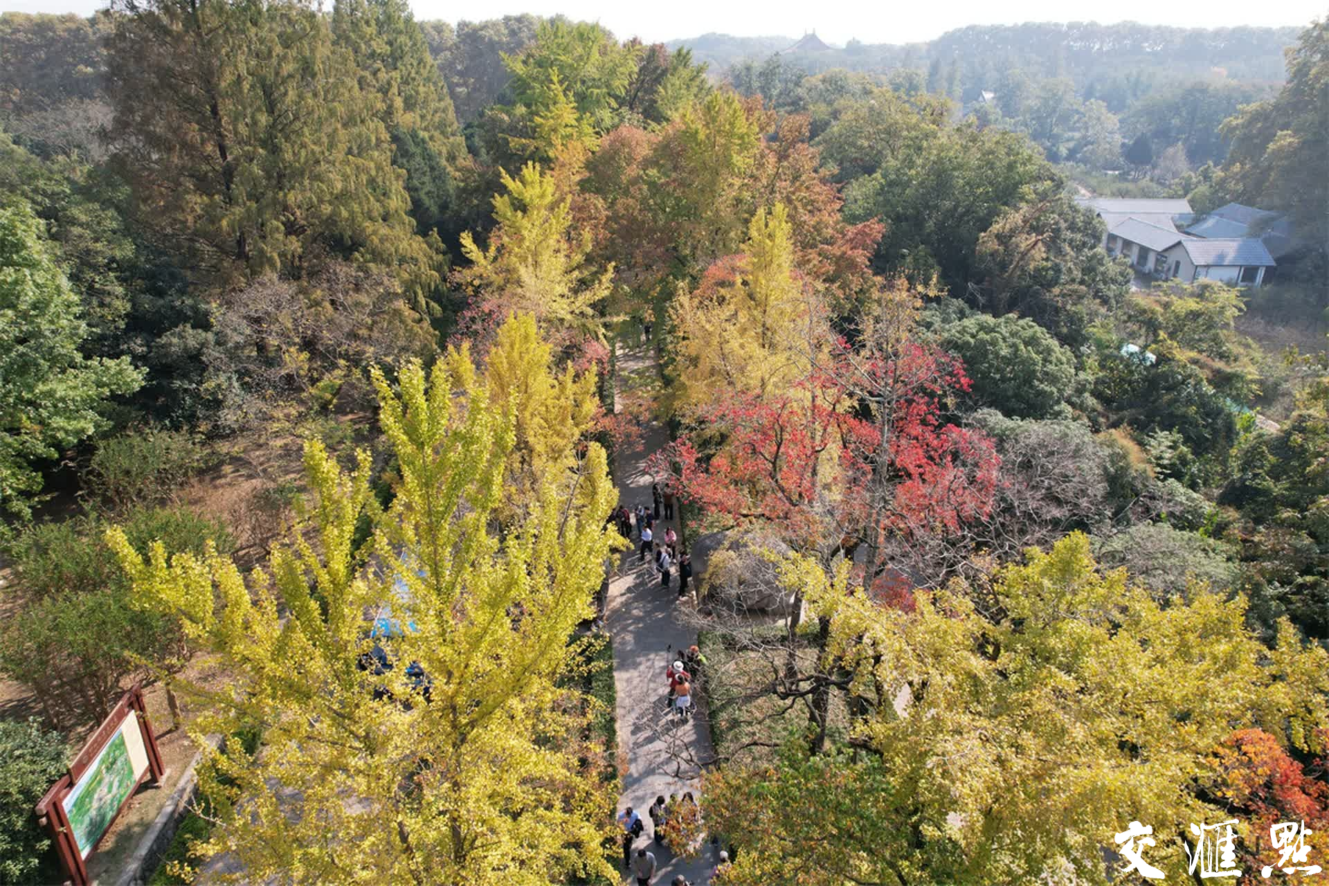 2023年11月3日，深秋的南京石象路“最美600米”斑斓上线，空中俯瞰、置身其中都宛若画卷，各色的树叶交织在一起，五彩斑斓，美不胜收！吸引众多游客前来打卡和欣赏。新华日报·交汇点记者 宋宁/摄