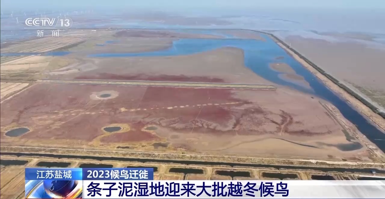 候鸟迁飞路上的“加油站”！条子泥湿地迎来大批越冬候鸟