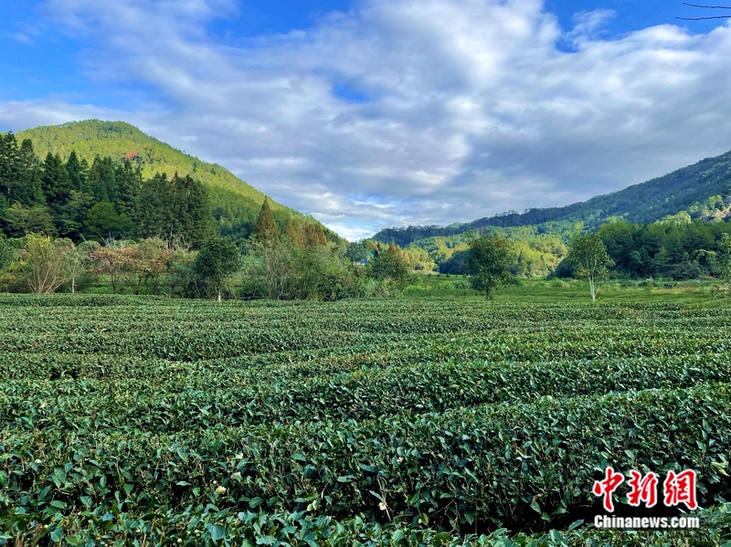图为燕子窠生态茶园。<a target='_blank' href='/' >中新网</a>记者 袁秀月 摄 图为燕子窠生态茶园。<a target='_blank' href='/' >中新网</a>记者 袁秀月 摄