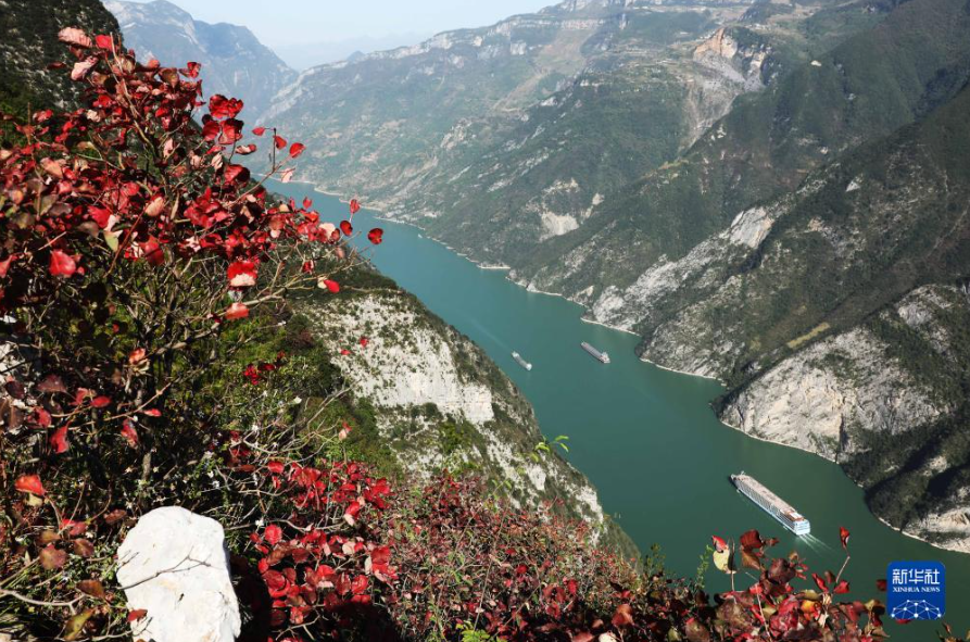 近期,长江三峡两岸红叶如火似霞,美不胜收.