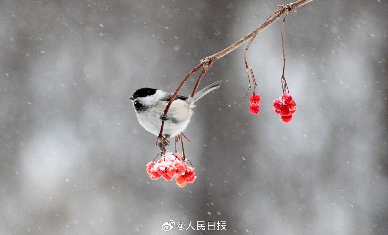 冬天树枝上的小鸟图片