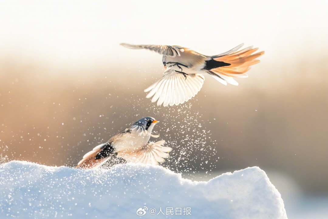 11月24日，黑龙江大庆龙凤湿地国家自然保护区，“湿地精灵”文须雀在冰雪中嬉戏。