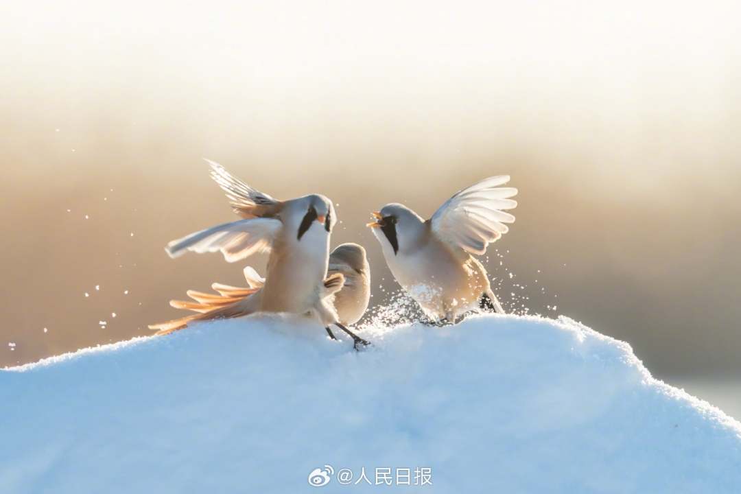 11月24日，黑龙江大庆龙凤湿地国家自然保护区，“湿地精灵”文须雀在冰雪中嬉戏。
