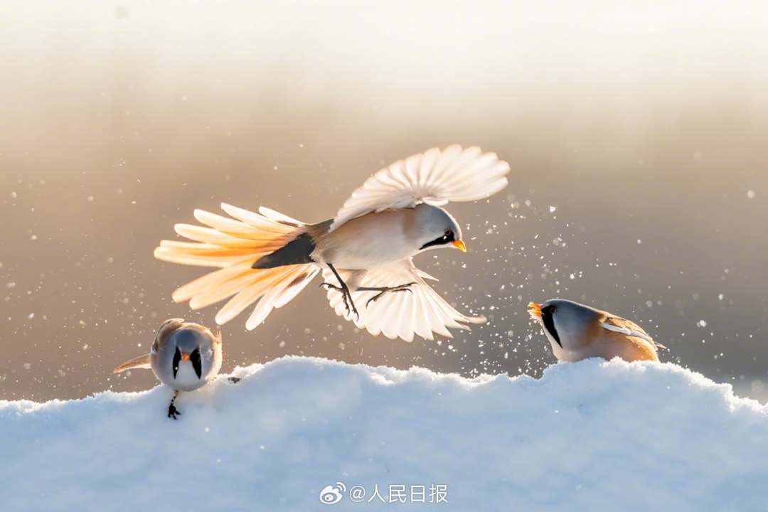 11月24日，黑龙江大庆龙凤湿地国家自然保护区，“湿地精灵”文须雀在冰雪中嬉戏。