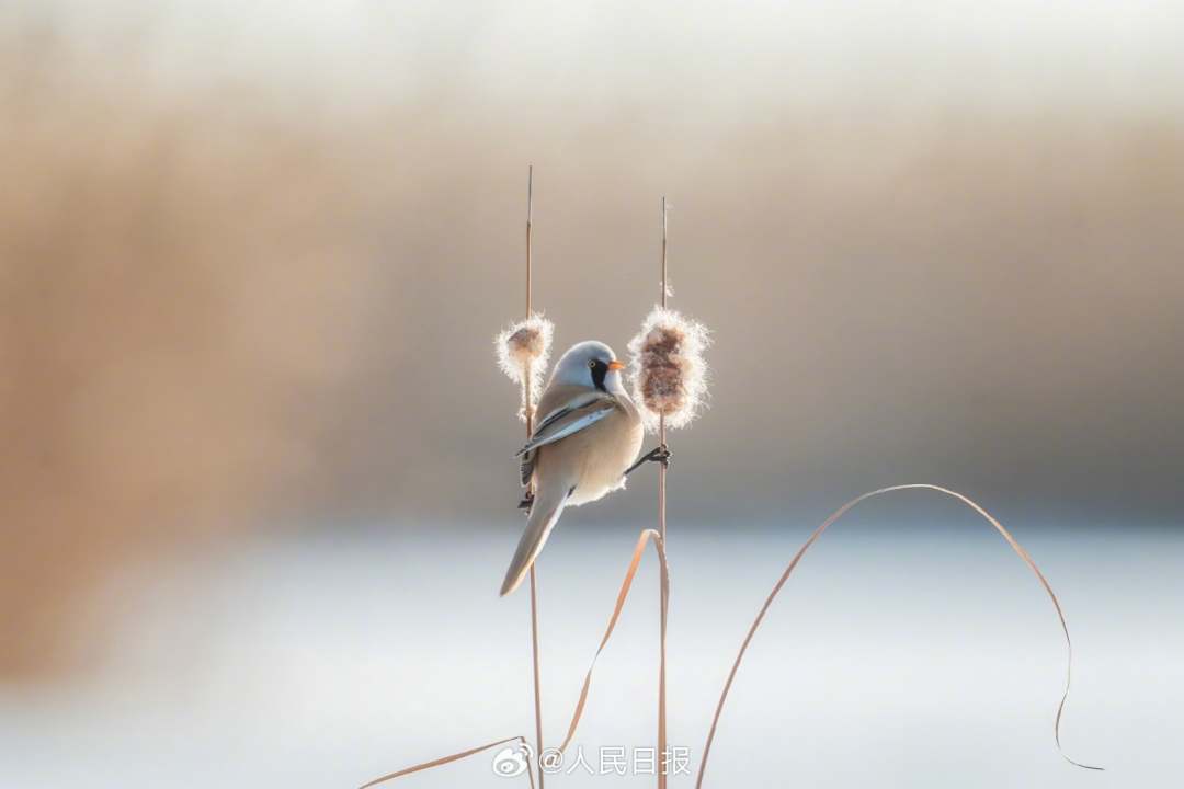 11月24日，黑龙江大庆龙凤湿地国家自然保护区，“湿地精灵”文须雀在冰雪中嬉戏。
