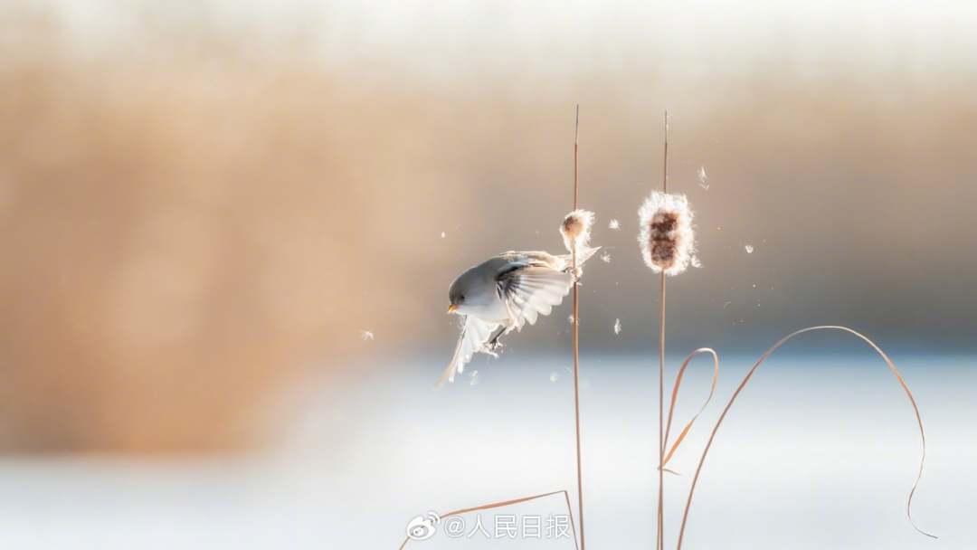 11月24日，黑龙江大庆龙凤湿地国家自然保护区，“湿地精灵”文须雀在冰雪中嬉戏。