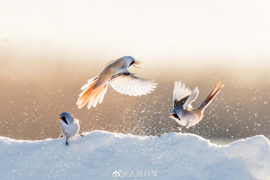 11月24日，黑龙江大庆龙凤湿地国家自然保护区，“湿地精灵”文须雀在冰雪中嬉戏。