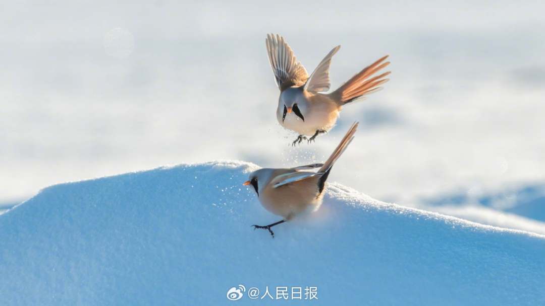 11月24日，黑龙江大庆龙凤湿地国家自然保护区，“湿地精灵”文须雀在冰雪中嬉戏。