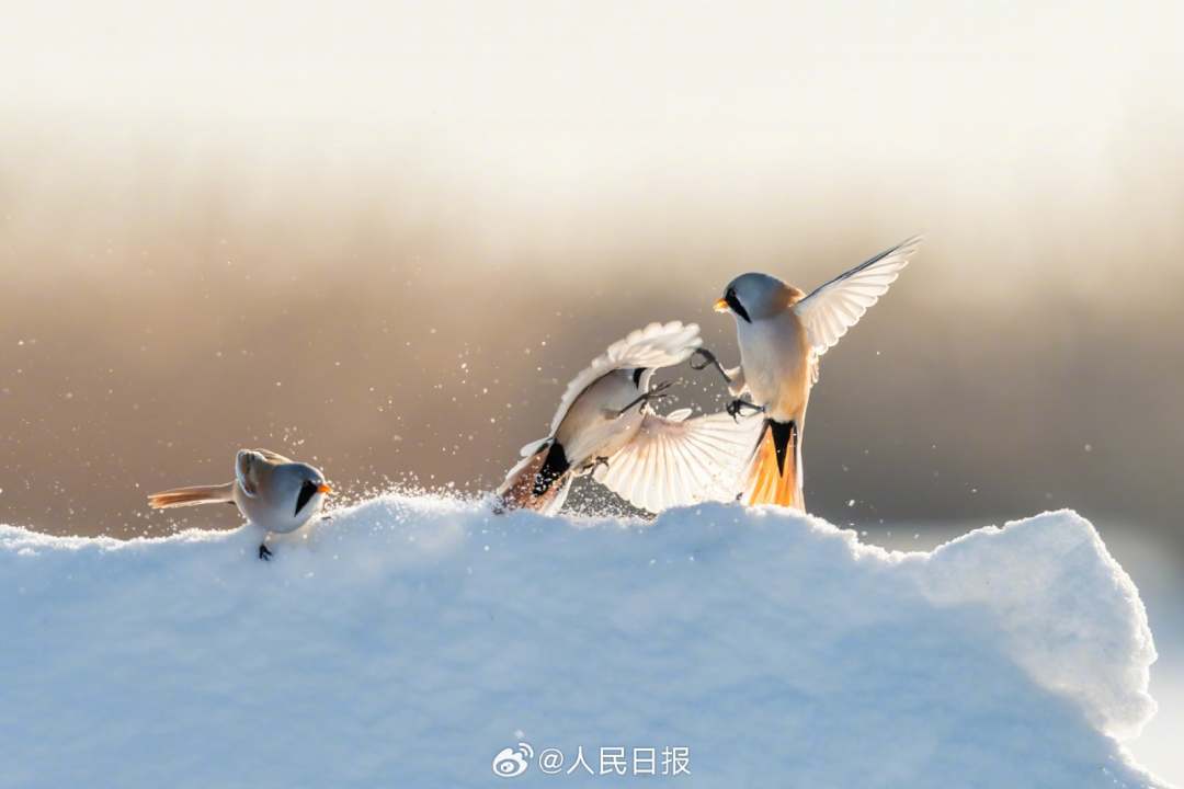 11月24日，黑龙江大庆龙凤湿地国家自然保护区，“湿地精灵”文须雀在冰雪中嬉戏。