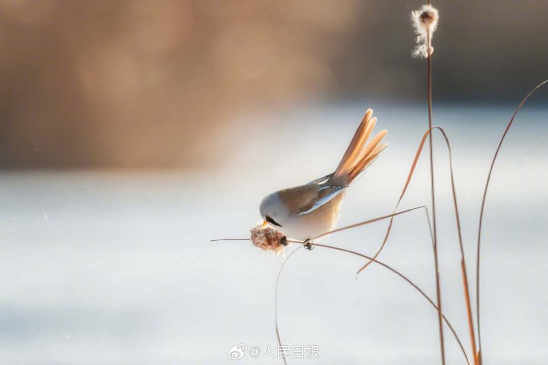 11月24日，黑龙江大庆龙凤湿地国家自然保护区，“湿地精灵”文须雀在冰雪中嬉戏。