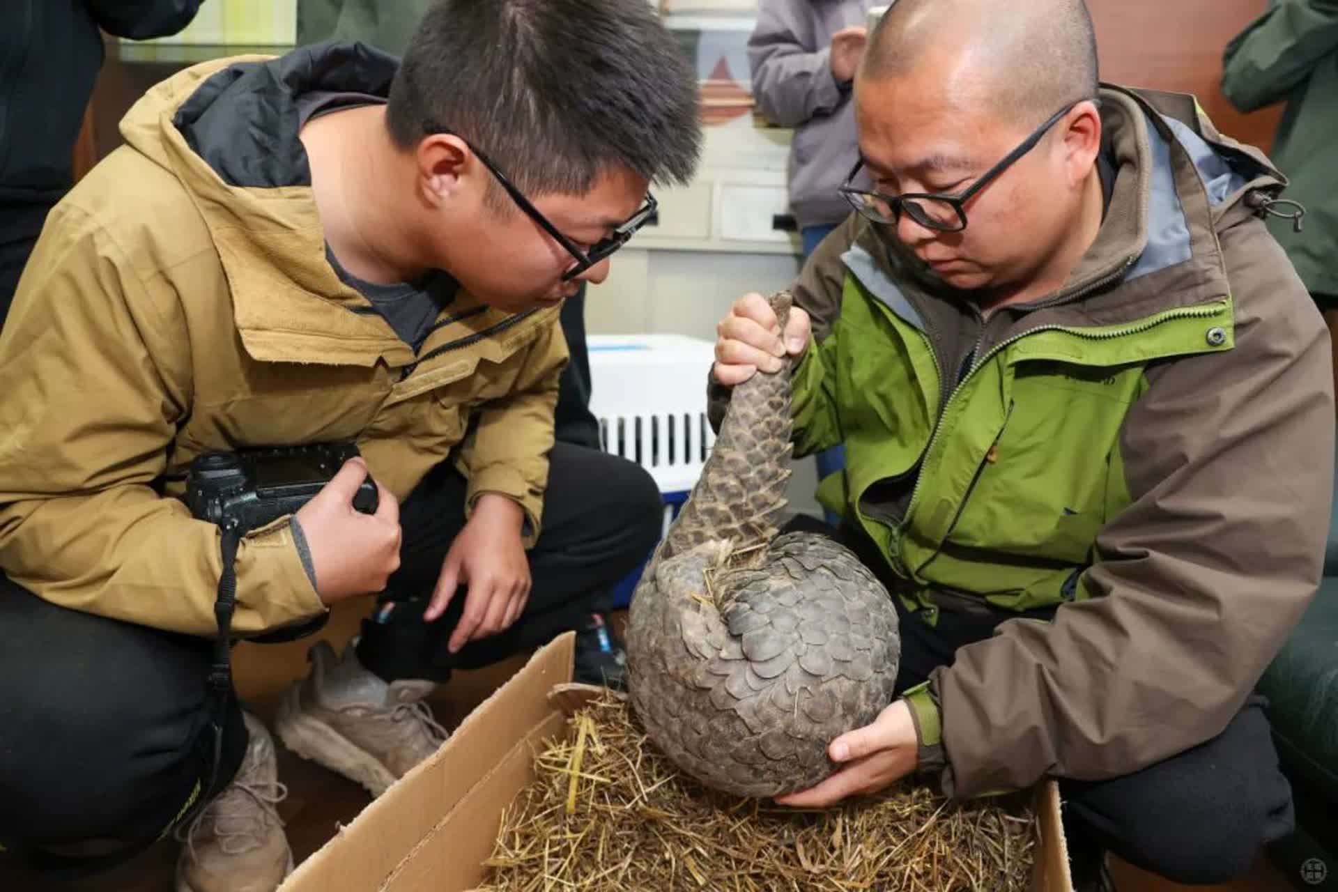 无锡南京接力救助受伤穿山甲有了适宜疗养地