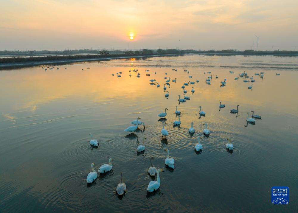 12月5日，候鸟栖息在江苏省兴化市里下河国家湿地公园内（无人机照片）。