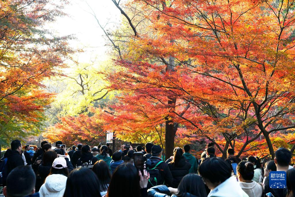 这是12月2日在江苏南京栖霞山拍摄的景色。