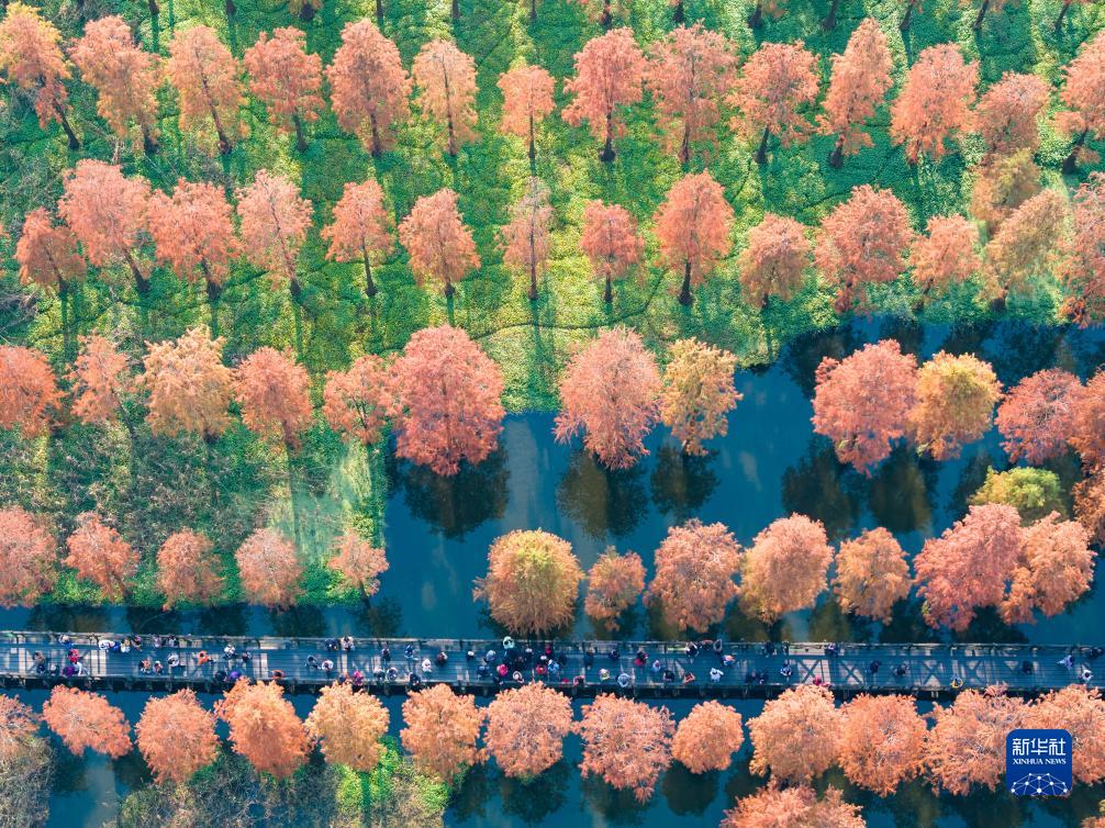 12月5日，游客在上海青西郊野公园的水上森林欣赏美景（无人机照片）。
