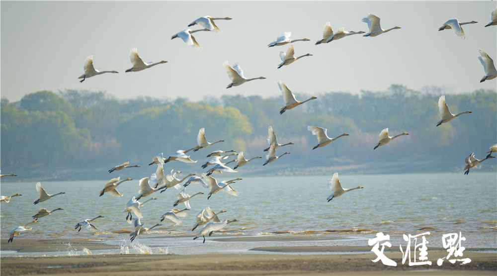 南京新济洲湿地数百小天鹅长江上伴船行