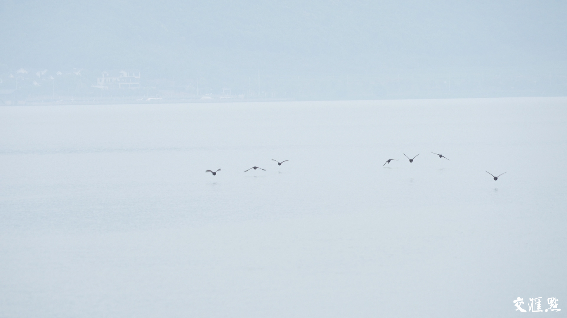栖息在太湖水域的鸟类