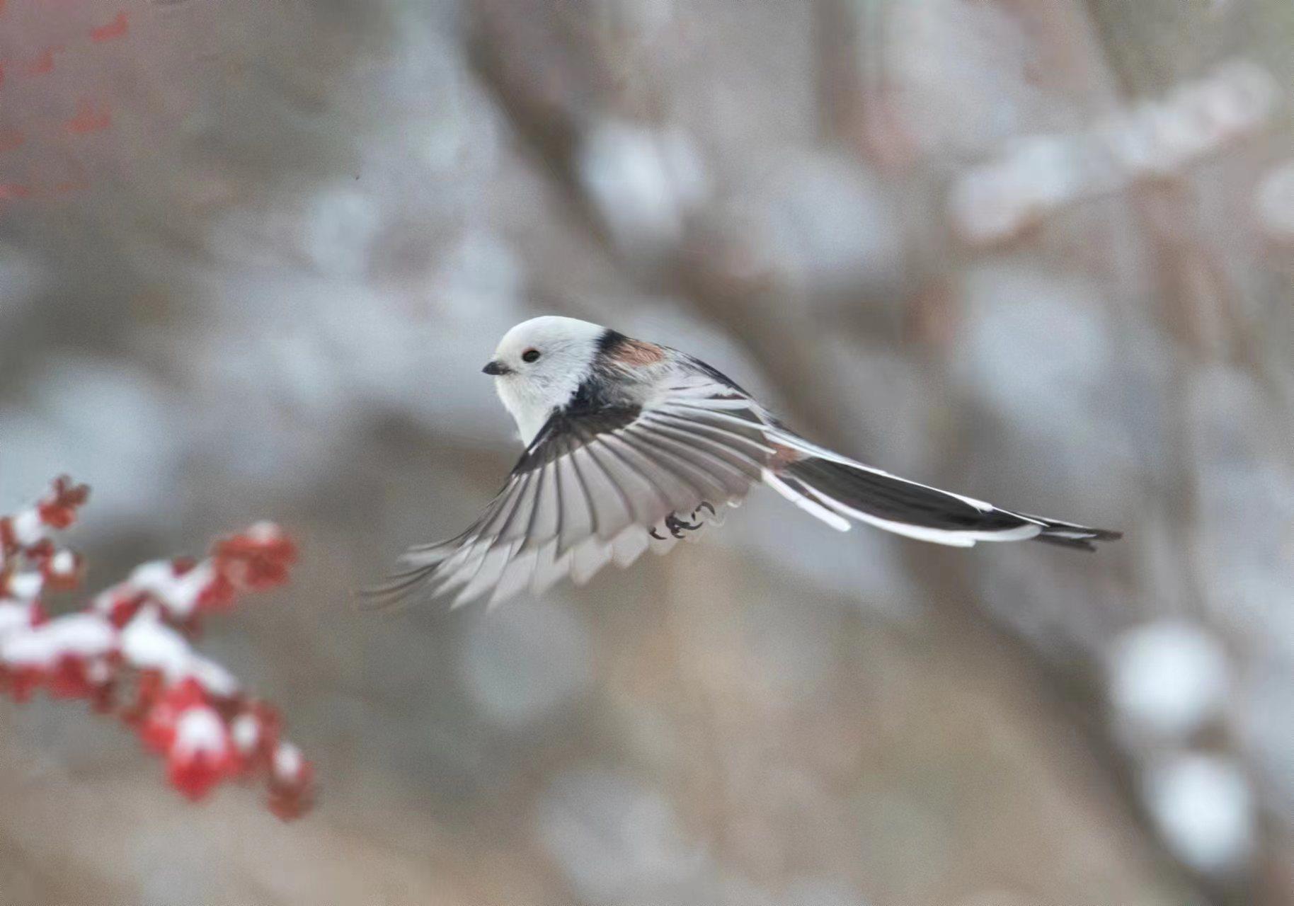 近日，北长尾山雀现身北京。一片银装素裹下，毛茸茸的小山雀时而引吭高歌，时而展翅飞翔，活泼可爱。它们常倒挂在树枝上取食，片刻便飞至下一棵树上，通常不做长距离飞行。（总台记者 魏雨彤 张福德）