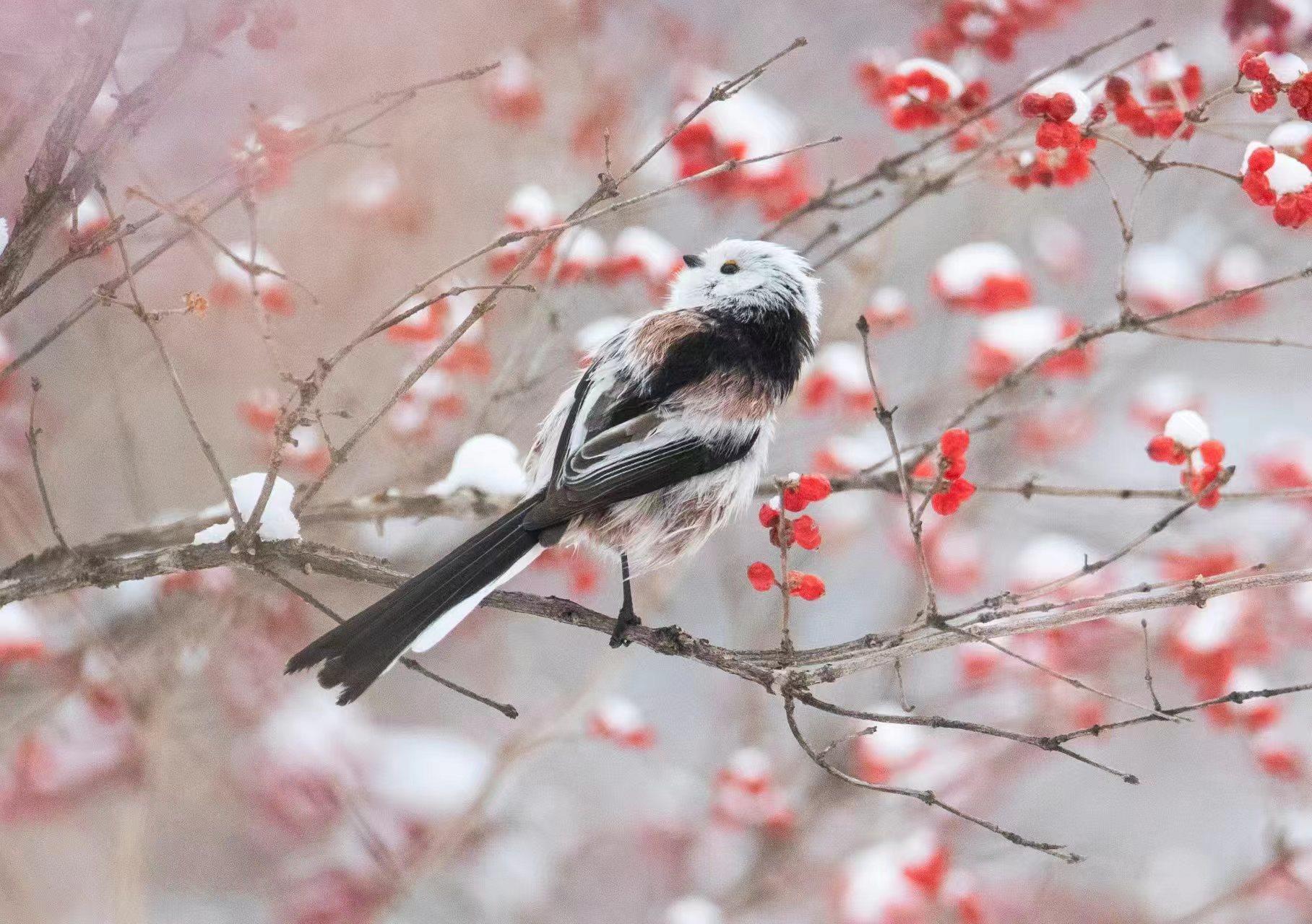 近日，北长尾山雀现身北京。一片银装素裹下，毛茸茸的小山雀时而引吭高歌，时而展翅飞翔，活泼可爱。它们常倒挂在树枝上取食，片刻便飞至下一棵树上，通常不做长距离飞行。（总台记者 魏雨彤 张福德）