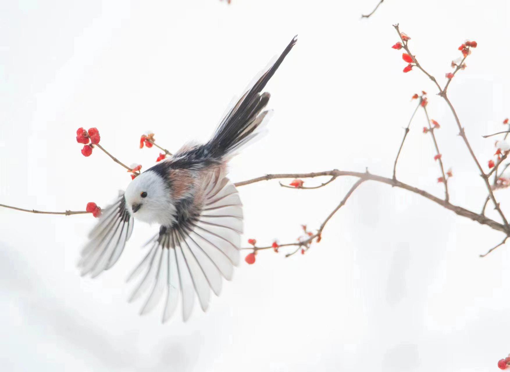 近日，北长尾山雀现身北京。一片银装素裹下，毛茸茸的小山雀时而引吭高歌，时而展翅飞翔，活泼可爱。它们常倒挂在树枝上取食，片刻便飞至下一棵树上，通常不做长距离飞行。（总台记者 魏雨彤 张福德）