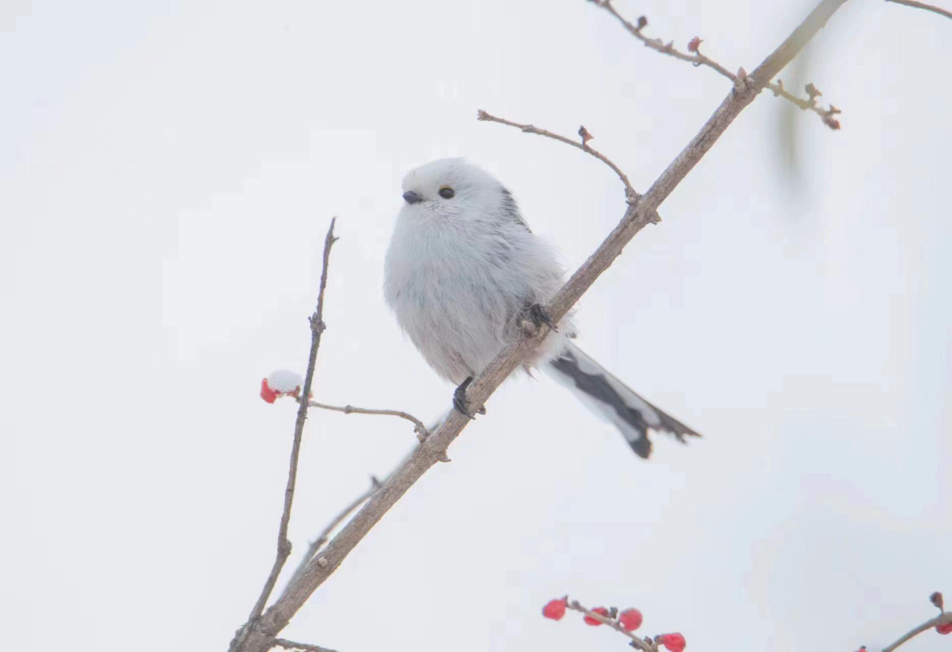 近日，北长尾山雀现身北京。一片银装素裹下，毛茸茸的小山雀时而引吭高歌，时而展翅飞翔，活泼可爱。它们常倒挂在树枝上取食，片刻便飞至下一棵树上，通常不做长距离飞行。（总台记者 魏雨彤 张福德）
