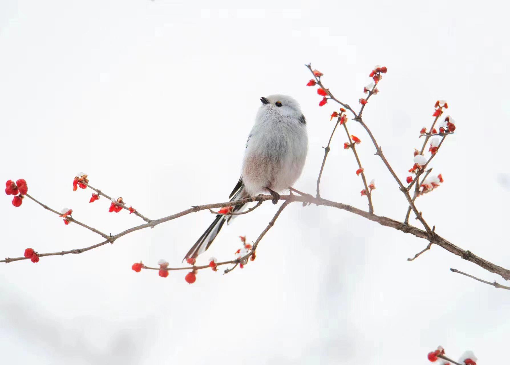 近日，北长尾山雀现身北京。一片银装素裹下，毛茸茸的小山雀时而引吭高歌，时而展翅飞翔，活泼可爱。它们常倒挂在树枝上取食，片刻便飞至下一棵树上，通常不做长距离飞行。（总台记者 魏雨彤 张福德）