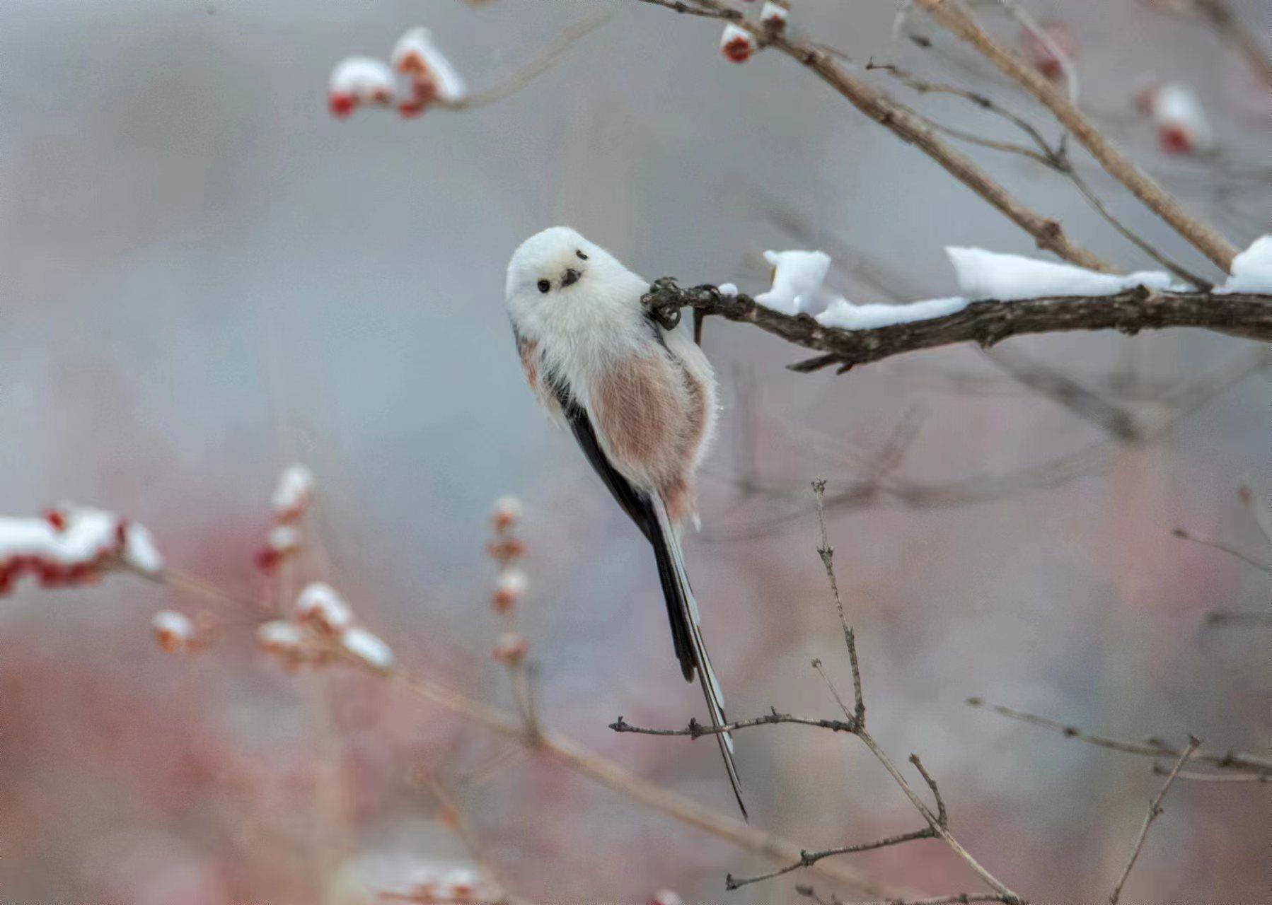 近日，北长尾山雀现身北京。一片银装素裹下，毛茸茸的小山雀时而引吭高歌，时而展翅飞翔，活泼可爱。它们常倒挂在树枝上取食，片刻便飞至下一棵树上，通常不做长距离飞行。（总台记者 魏雨彤 张福德）