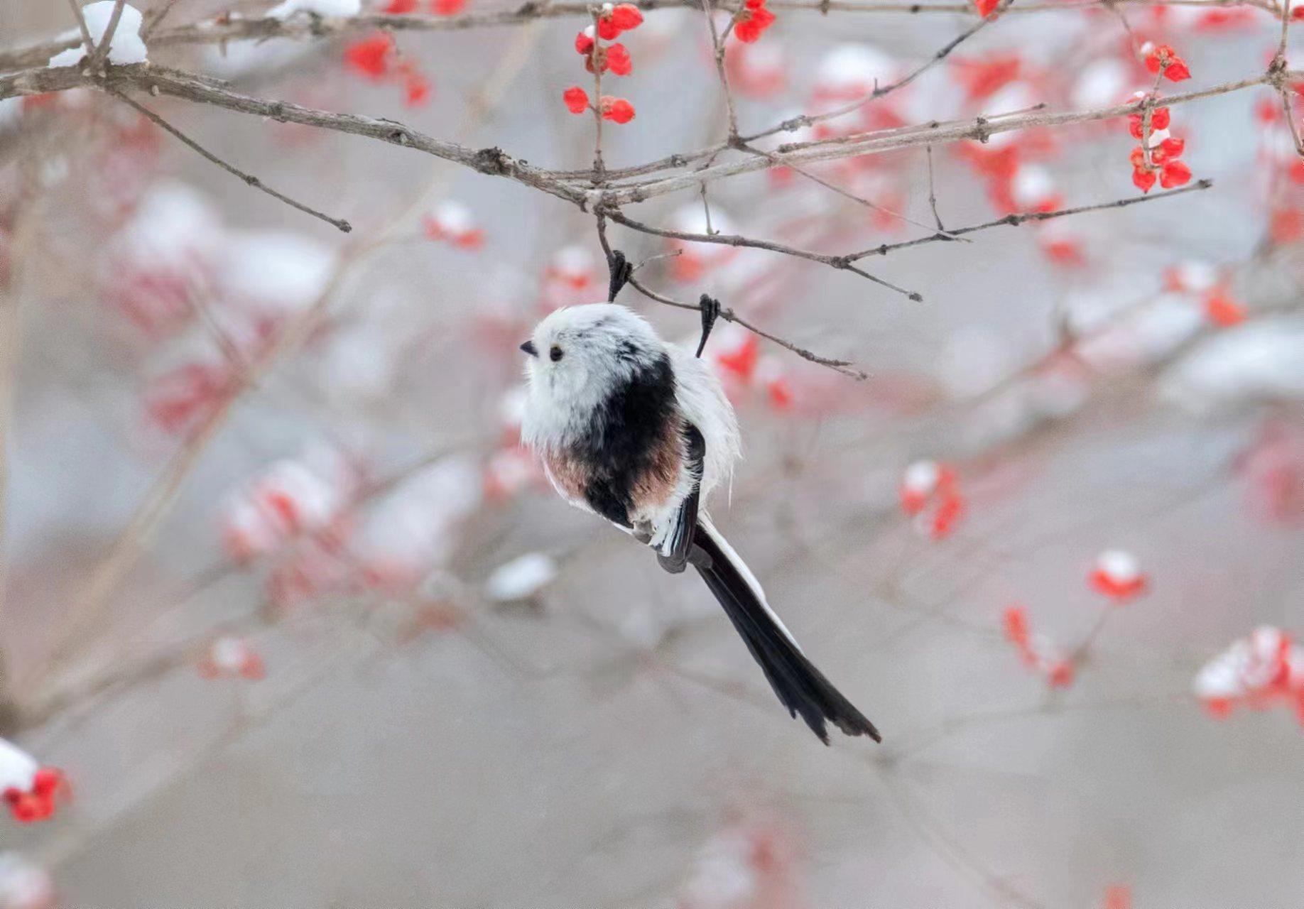 近日，北长尾山雀现身北京。一片银装素裹下，毛茸茸的小山雀时而引吭高歌，时而展翅飞翔，活泼可爱。它们常倒挂在树枝上取食，片刻便飞至下一棵树上，通常不做长距离飞行。（总台记者 魏雨彤 张福德）