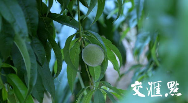 泗阳鲜桃，正在等待进入成熟期
