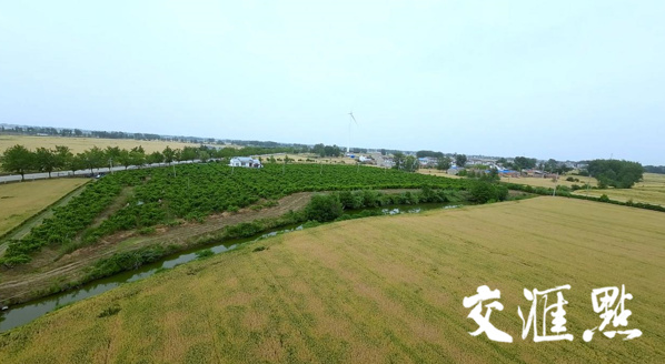 王良桃园家庭农场