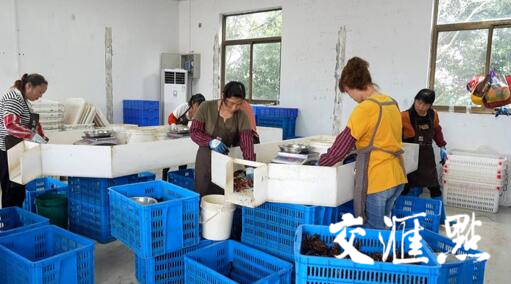 龙虾称重、分拣中