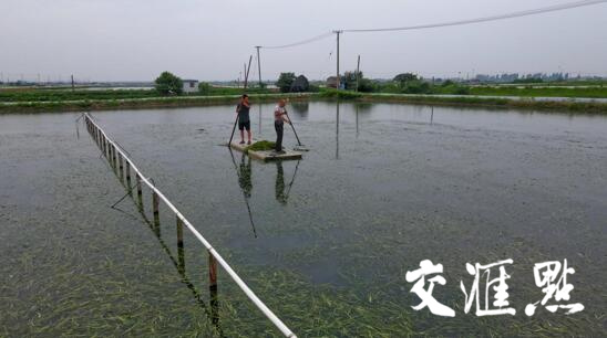 吴良芹在自家塘口捞水草