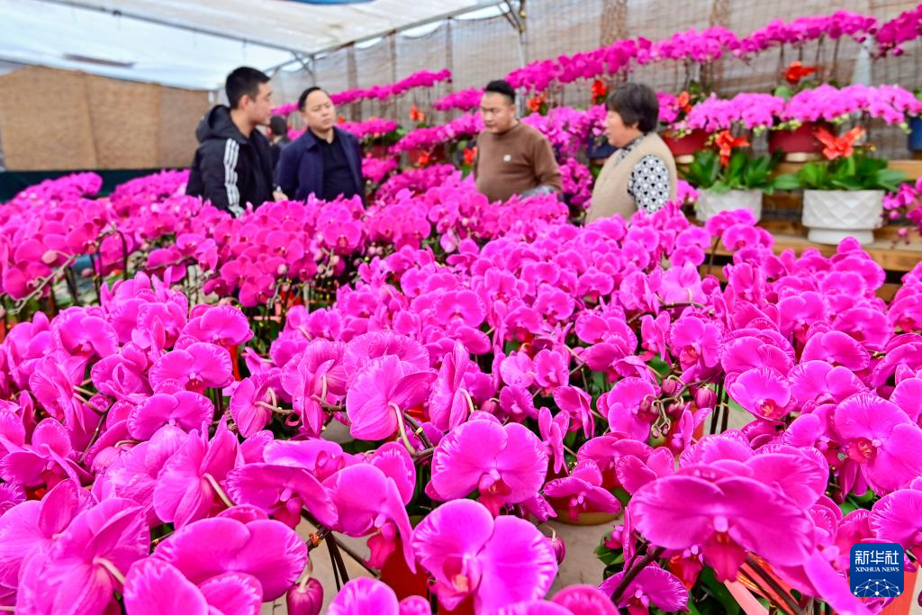 1月11日，顾客在山东省青州花卉苗木交易中心选购花卉。
进入农历腊月，春节日益临近，人们忙着购年货、写春联，红红火火迎新春。
新华社发（王继林摄）