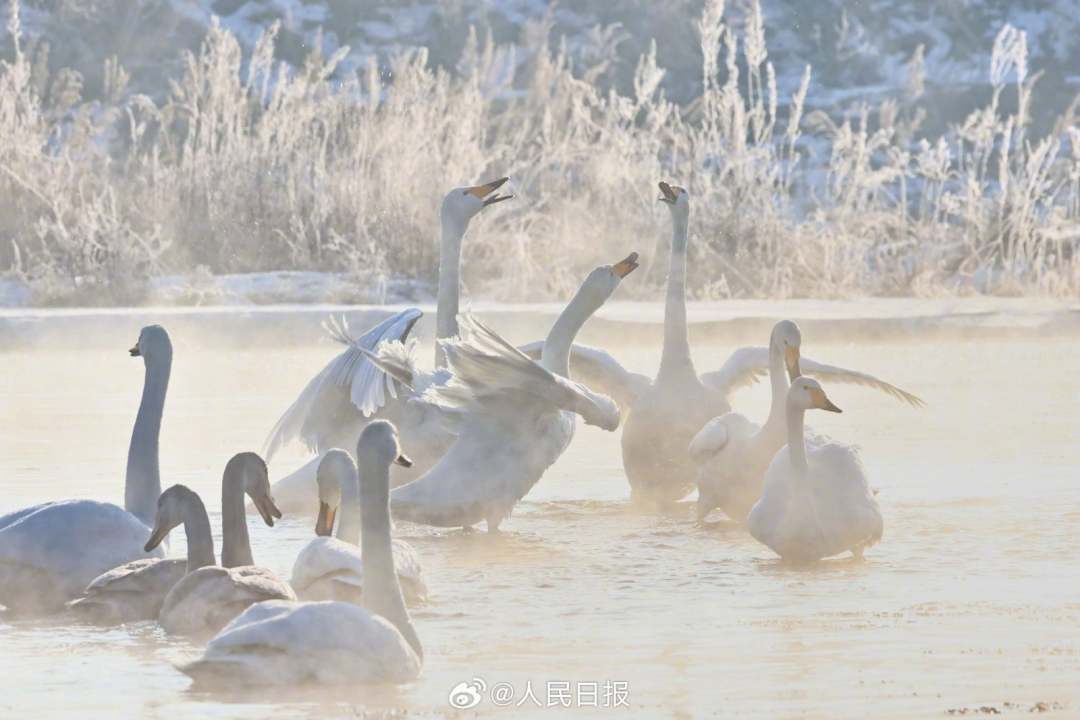 近日,遼寧朝陽,大淩河出現大面積的霧凇景觀,沿岸美如仙境,白天鵝暢遊