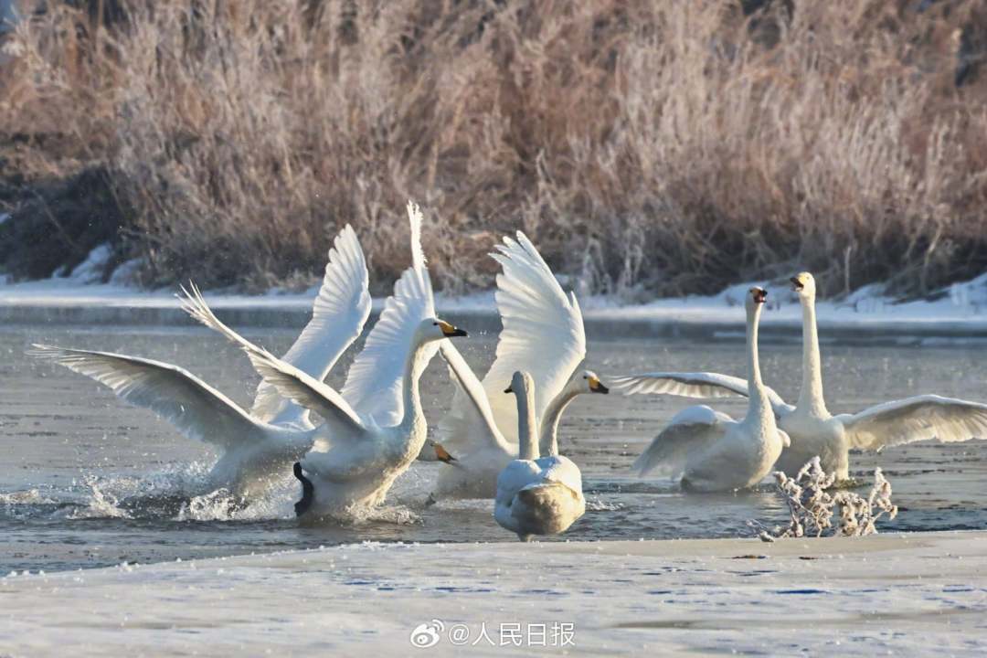 近日，辽宁朝阳，大凌河出现大面积的雾凇景观，沿岸美如仙境，白天鹅畅游冰河之中，与岸上的玉树琼花相映成景。