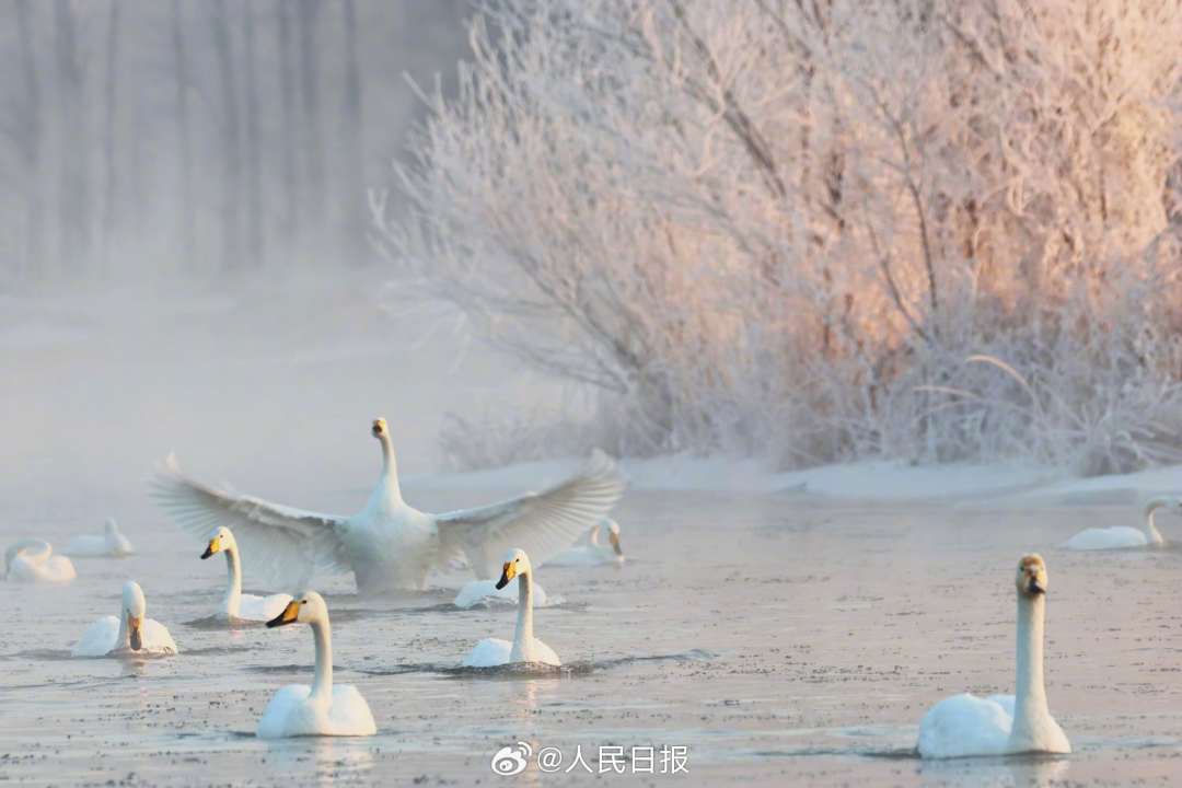 近日，辽宁朝阳，大凌河出现大面积的雾凇景观，沿岸美如仙境，白天鹅畅游冰河之中，与岸上的玉树琼花相映成景。