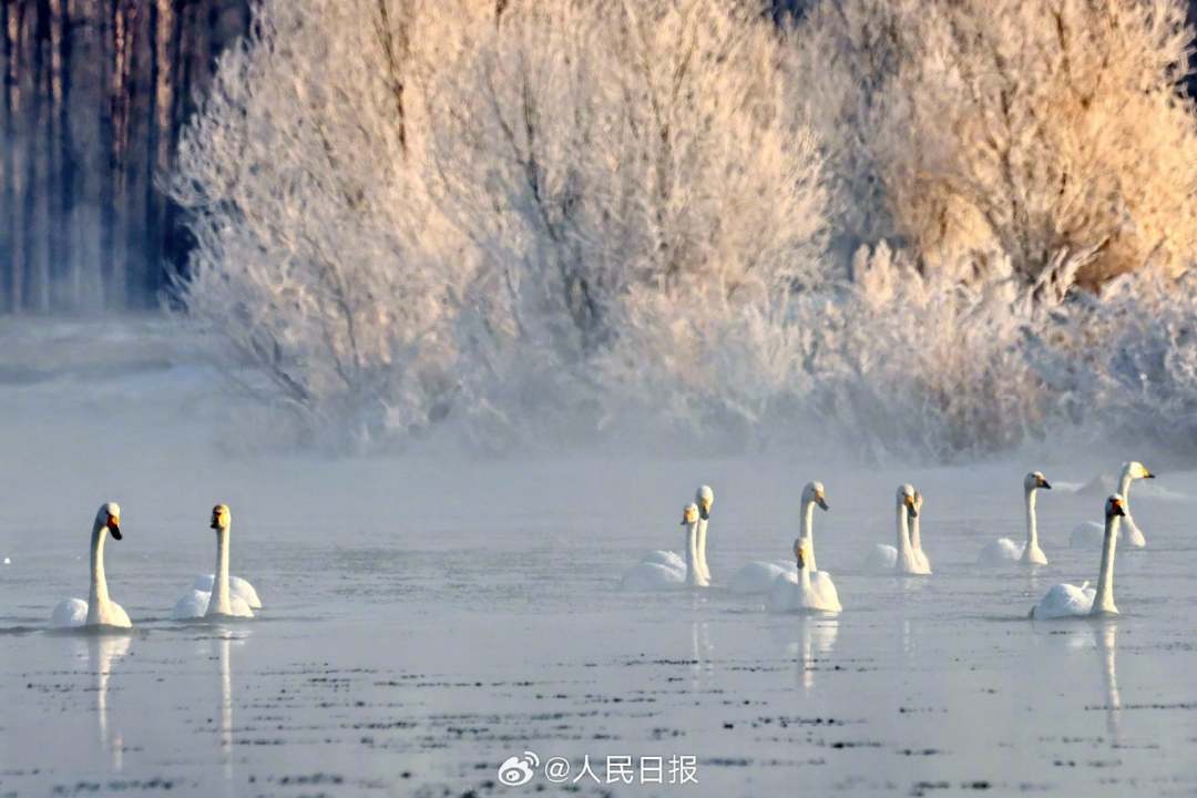 近日，辽宁朝阳，大凌河出现大面积的雾凇景观，沿岸美如仙境，白天鹅畅游冰河之中，与岸上的玉树琼花相映成景。