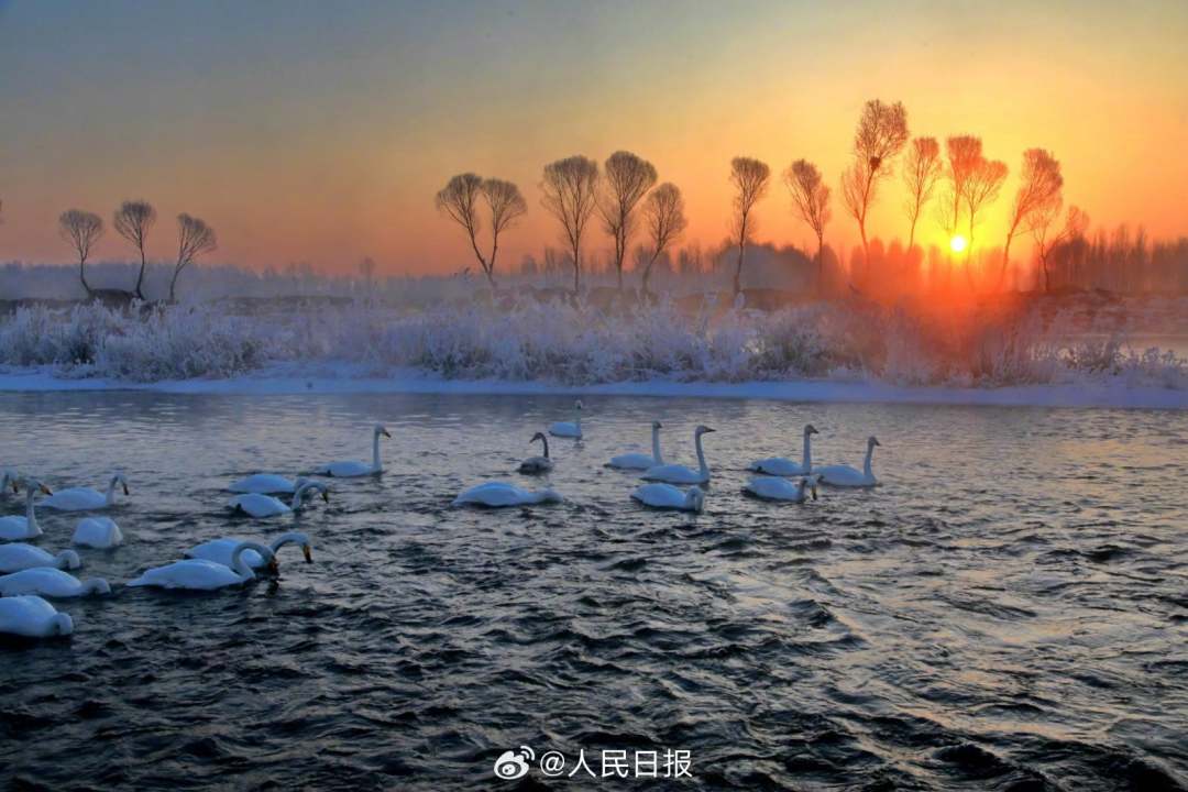 近日，辽宁朝阳，大凌河出现大面积的雾凇景观，沿岸美如仙境，白天鹅畅游冰河之中，与岸上的玉树琼花相映成景。