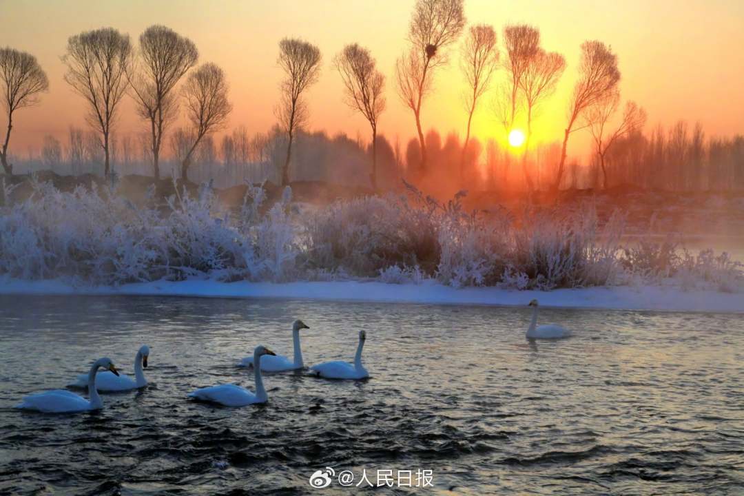 近日，辽宁朝阳，大凌河出现大面积的雾凇景观，沿岸美如仙境，白天鹅畅游冰河之中，与岸上的玉树琼花相映成景。