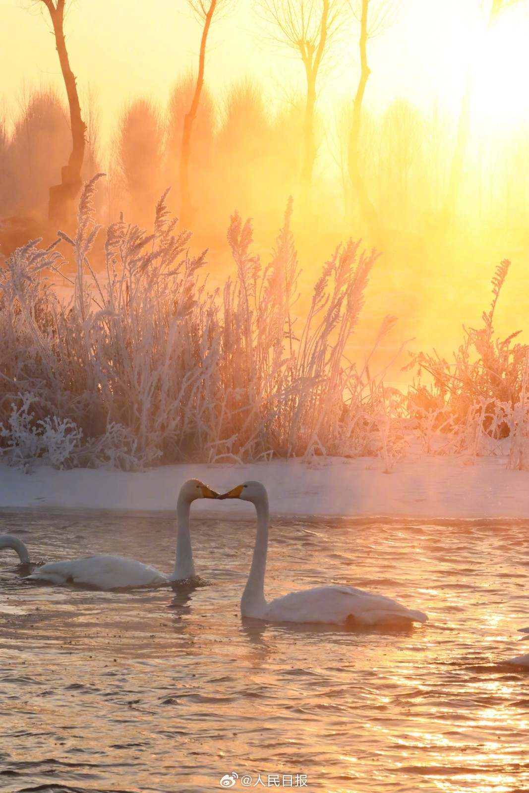 近日，辽宁朝阳，大凌河出现大面积的雾凇景观，沿岸美如仙境，白天鹅畅游冰河之中，与岸上的玉树琼花相映成景。