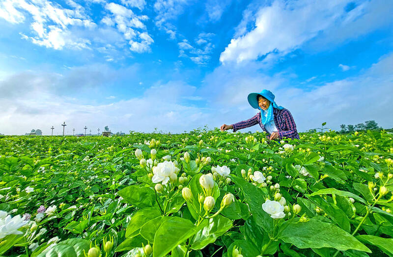花农在采摘茉莉花。黄汝德摄