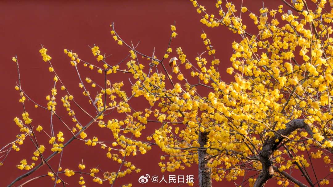 1月28日，苏州，金黄蜡梅和红墙适配度极高，每一张都像壁纸！