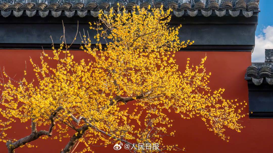 1月28日，苏州，金黄蜡梅和红墙适配度极高，每一张都像壁纸！