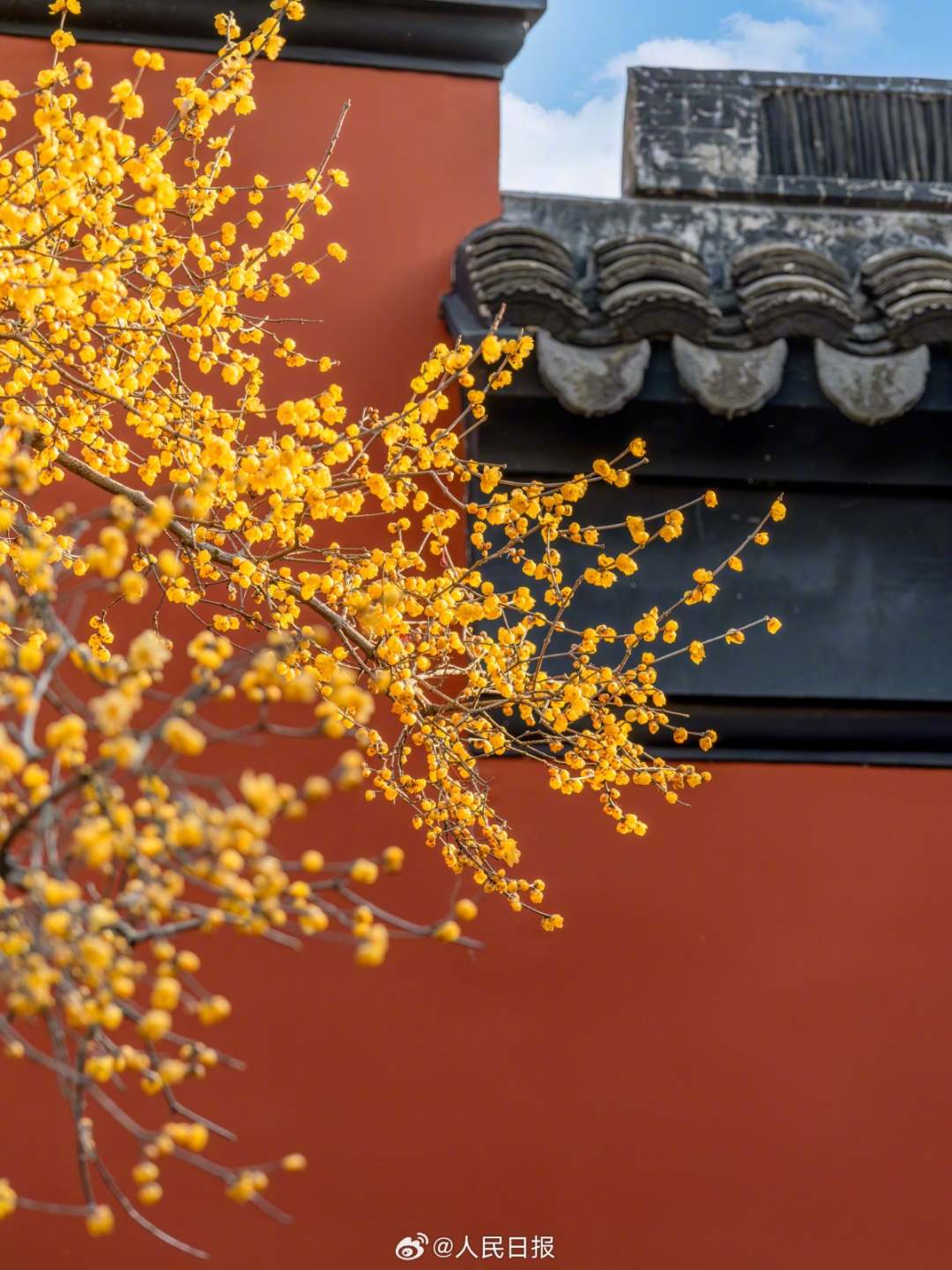 1月28日，苏州，金黄蜡梅和红墙适配度极高，每一张都像壁纸！