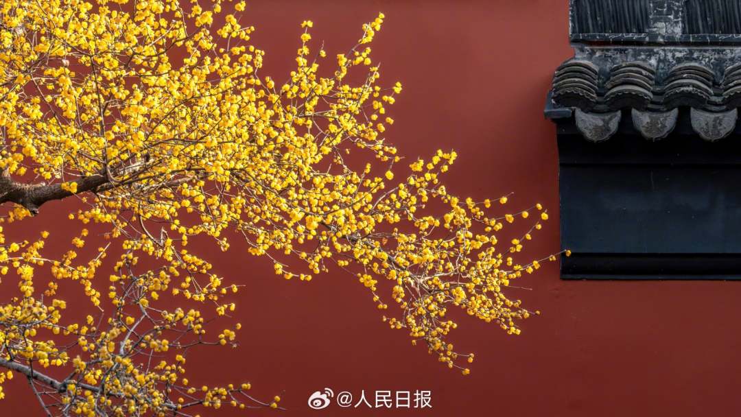 1月28日，苏州，金黄蜡梅和红墙适配度极高，每一张都像壁纸！