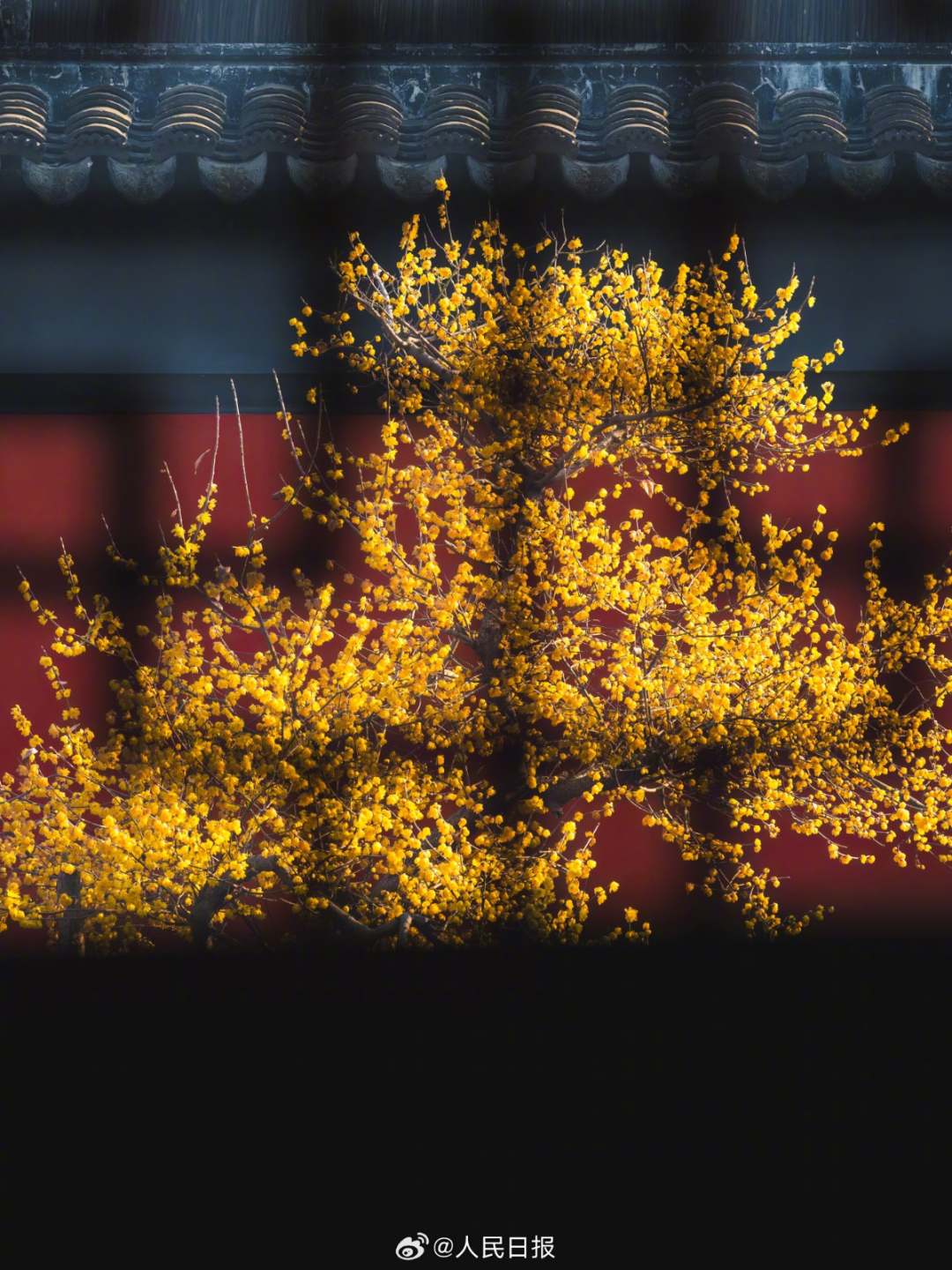 1月28日，苏州，金黄蜡梅和红墙适配度极高，每一张都像壁纸！
