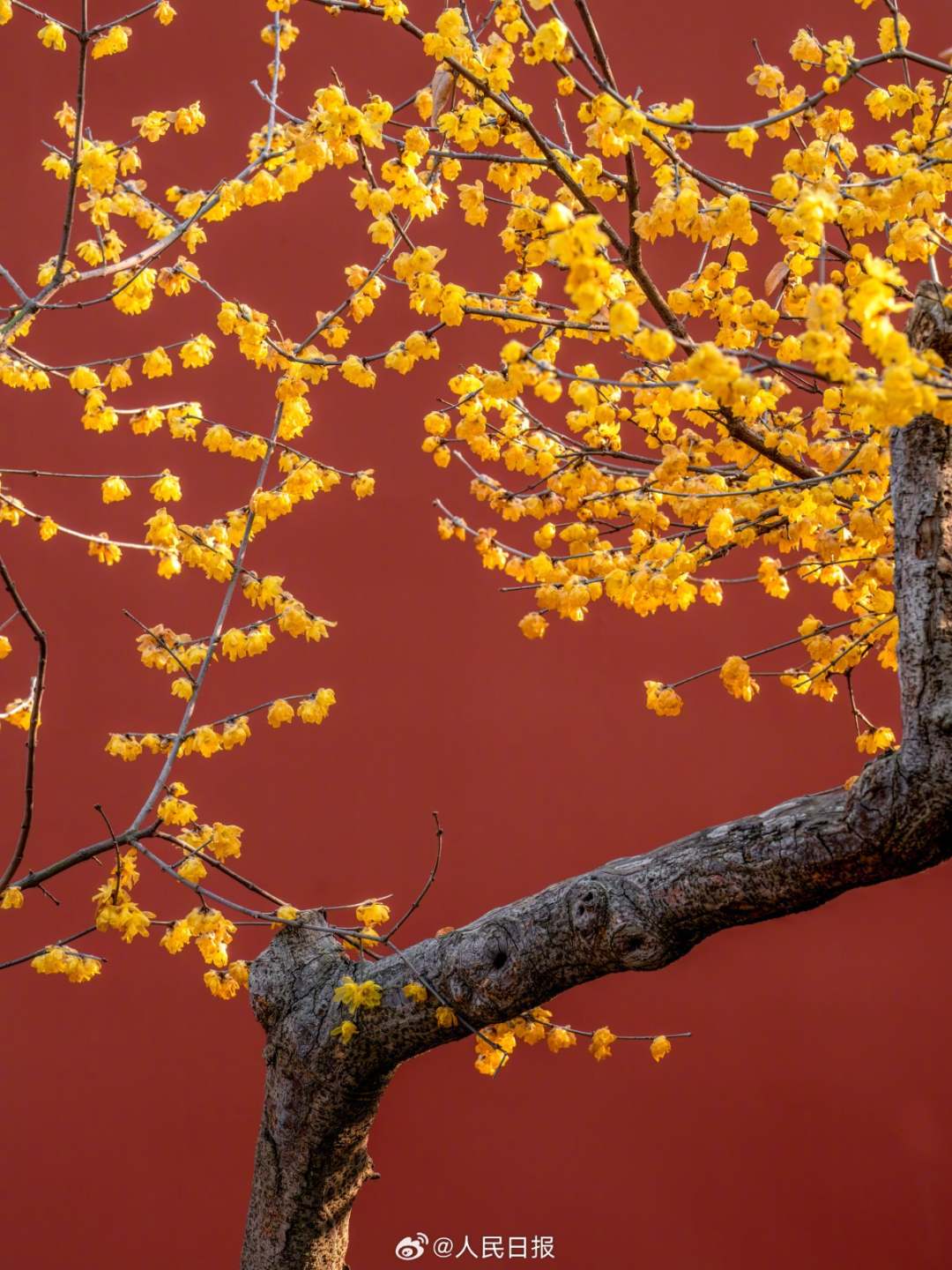 1月28日，苏州，金黄蜡梅和红墙适配度极高，每一张都像壁纸！