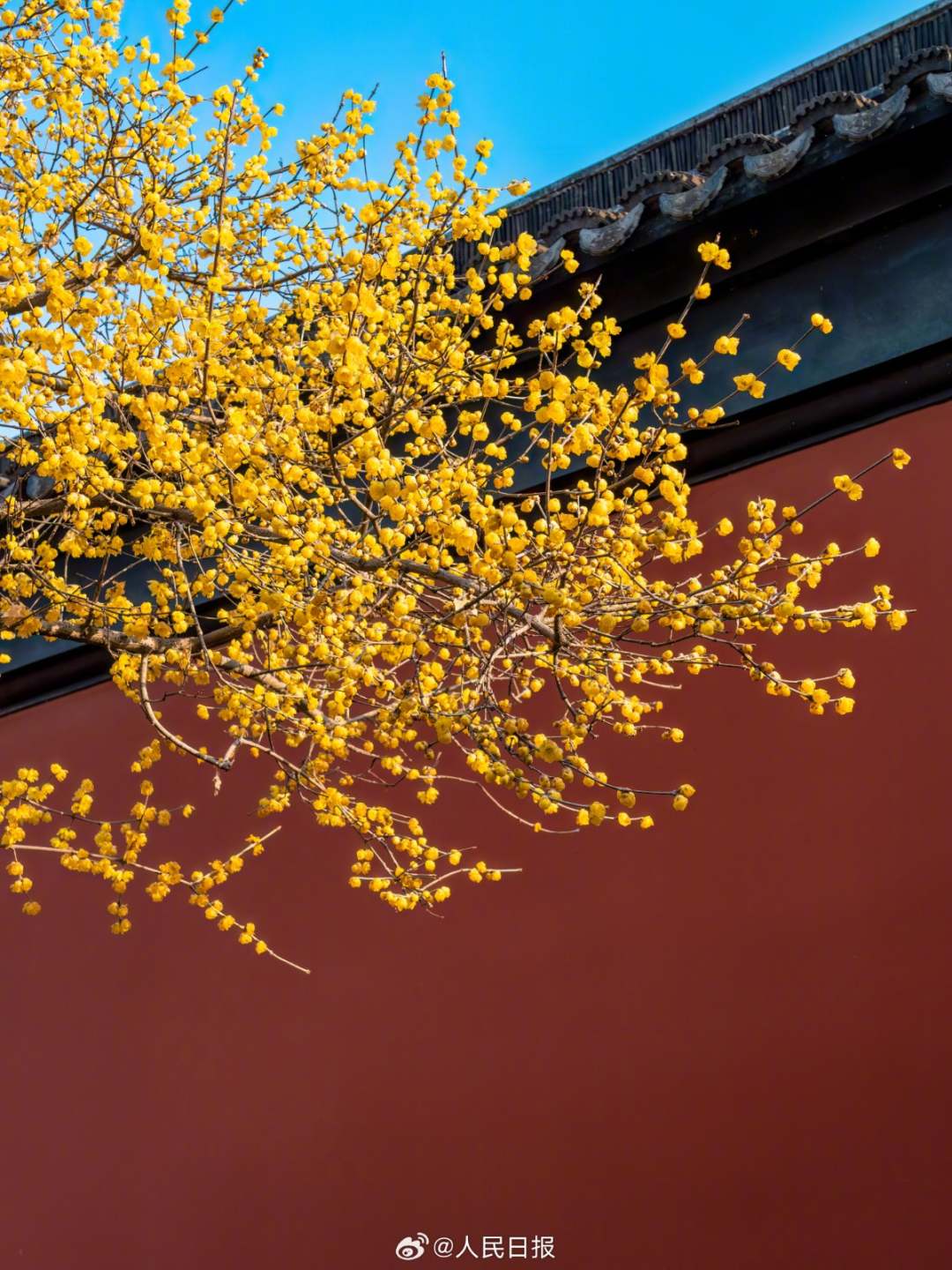 1月28日，苏州，金黄蜡梅和红墙适配度极高，每一张都像壁纸！