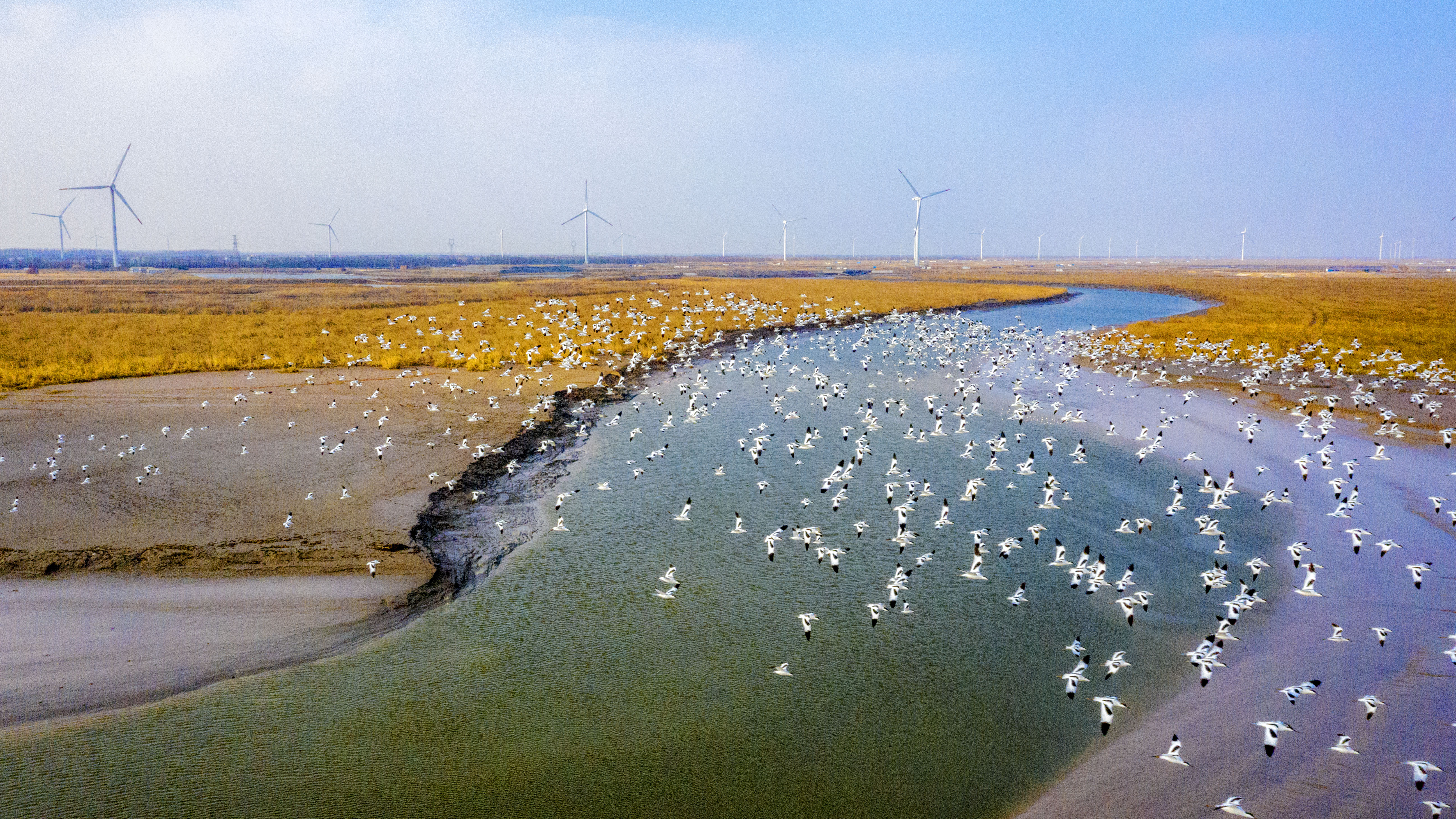 盐城湿地文化图片